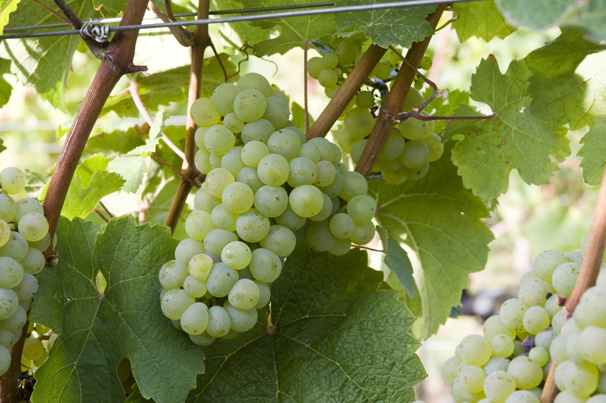 十大热搜葡萄品种