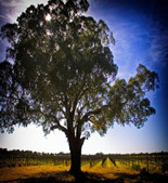 特纳酒庄(Turners Crossing Vineyard)