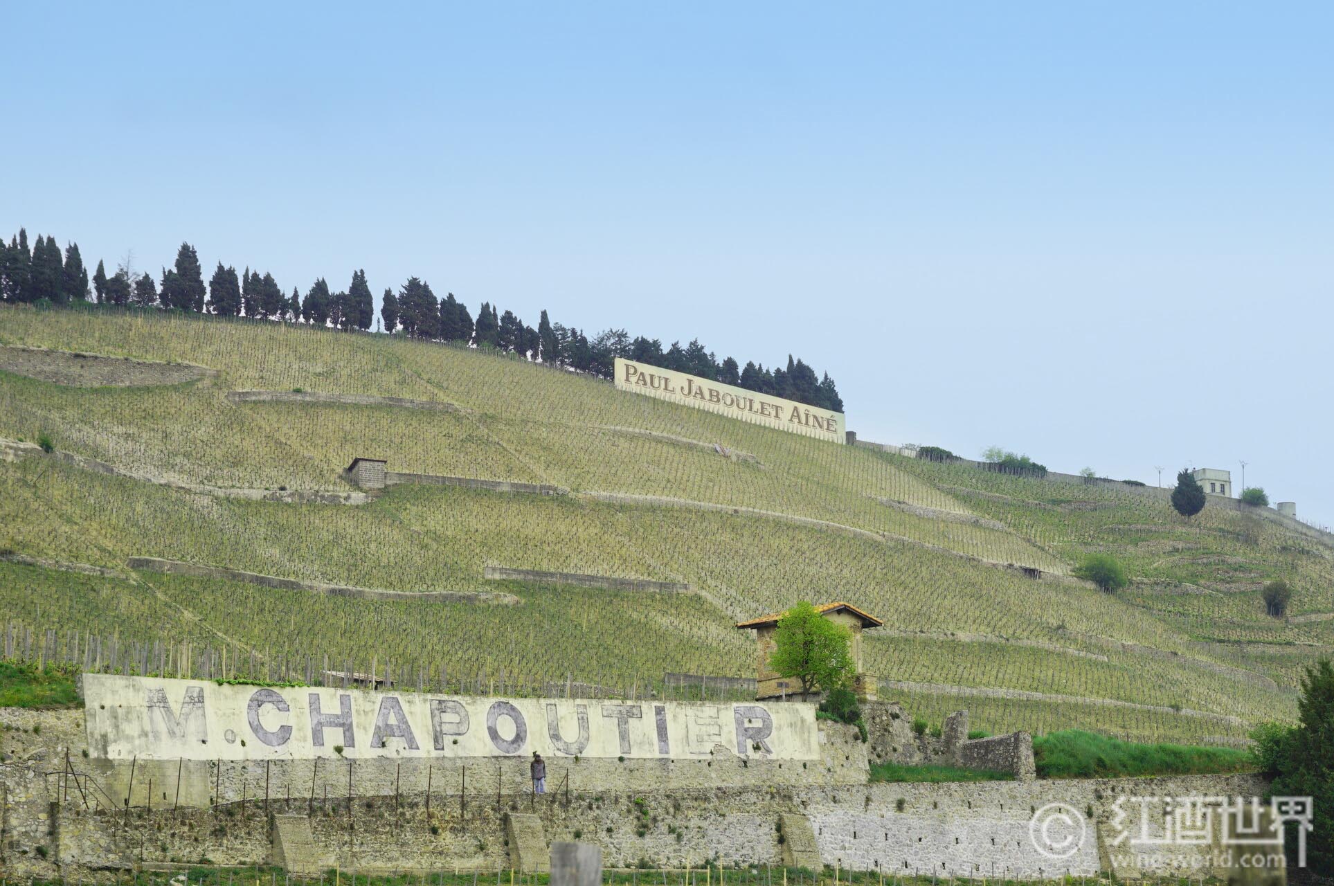 世界10大酿酒葡萄品种