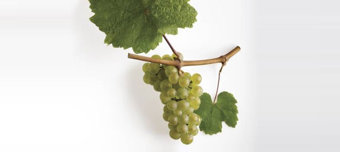 详解纽约州葡萄酒