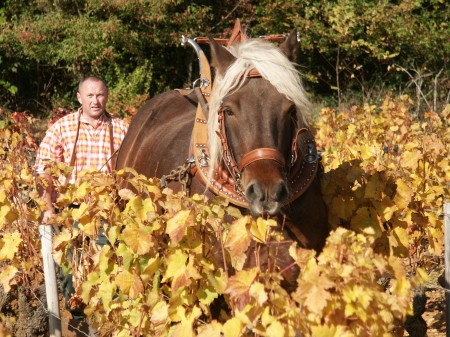 香波蜜思妮村的爱侣情结
