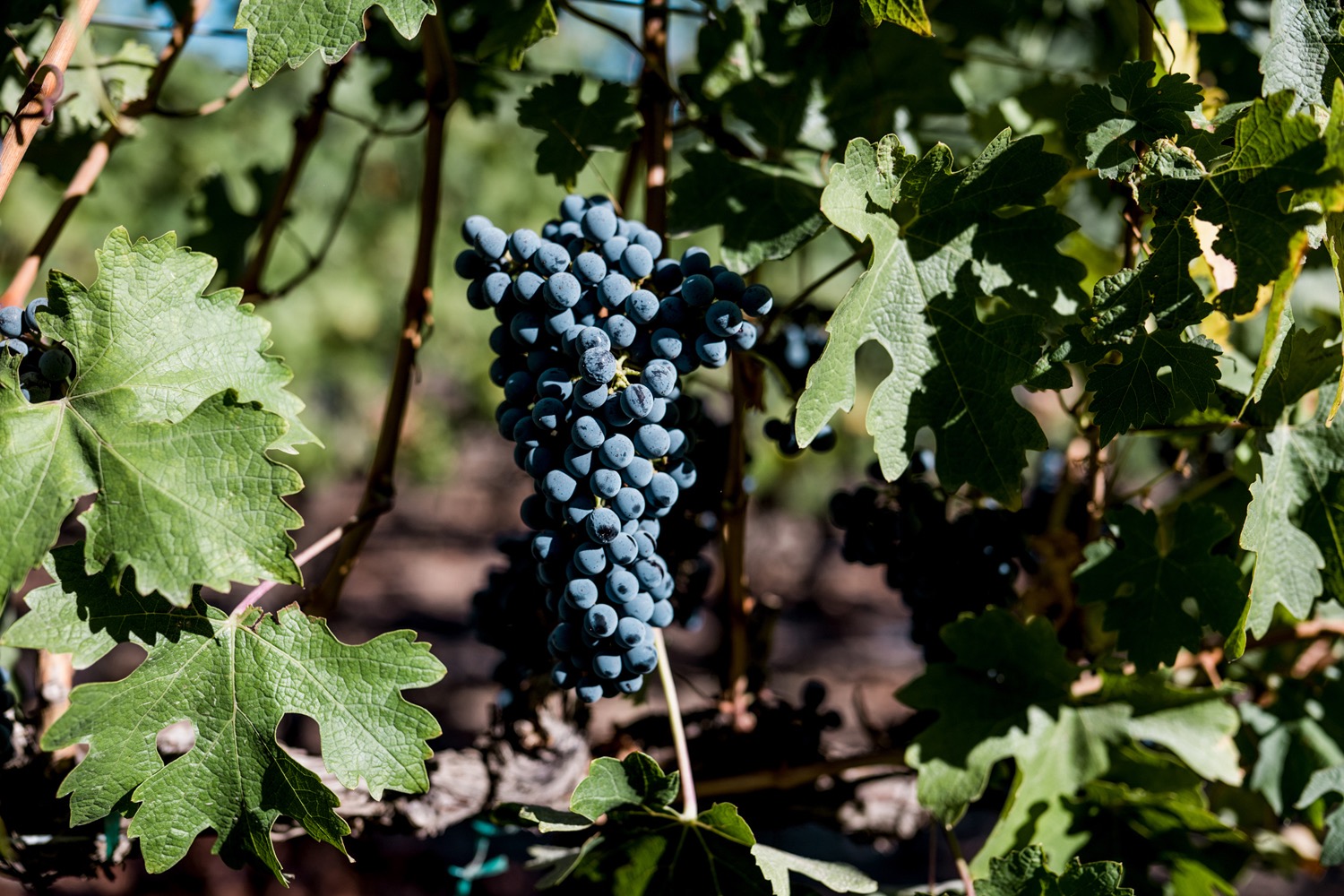霍斯黑文山：华盛顿葡萄酒产区的冉冉新星