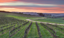 一图在手，速记澳大利亚葡萄酒全貌