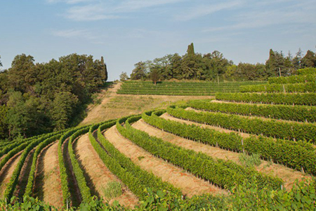 弗留利葡萄——真正本土风味的缔造者
