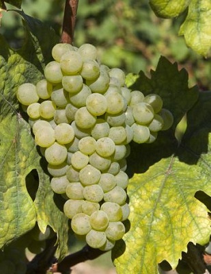 红基夫娜(Rotgipfler)