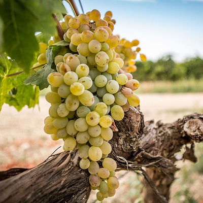 尹卓莉亚(Inzolia)