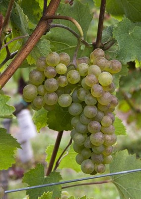 胡塞特(Roussette)