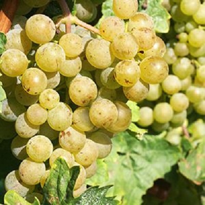 白莱拉(Biancolella)