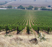 绿石酒庄(Greenstone Vineyard)