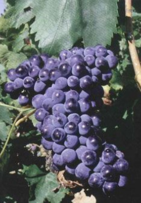 莫利斯特尔(Moristel)