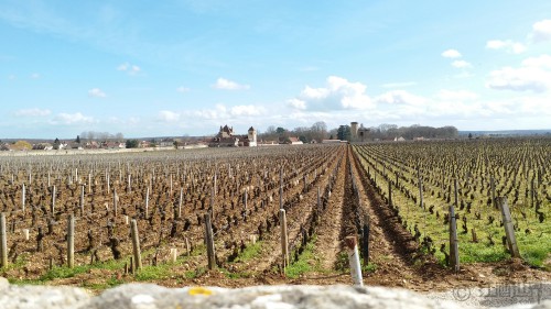 世界主要产酒国葡萄酒的典型风味