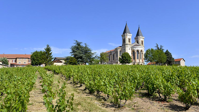 博若莱之王：杜宝夫酒庄