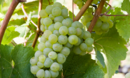 雷司令葡萄酒名片，一般人我不给他