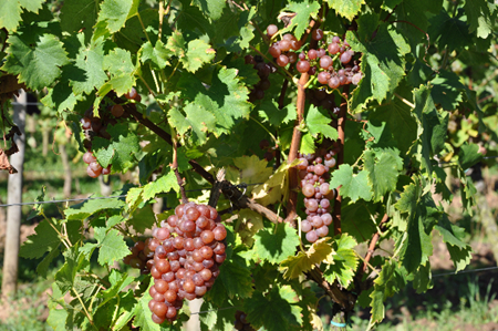 西西里葡萄酒传说之续