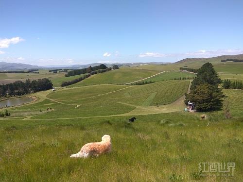 有机葡萄酒是指什么？