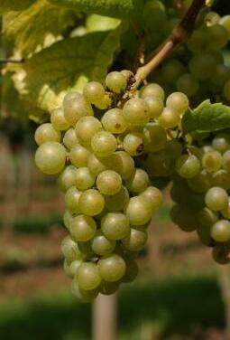 浅谈勃艮第香瓜