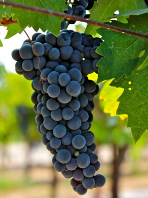 阿瓦雷罗(Alvarelhao)