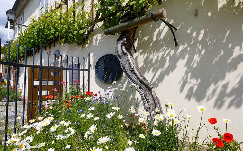 吉尼斯纪录之世界上最古老的葡萄藤