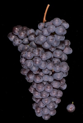 格丽尼奥里诺(Grignolino)