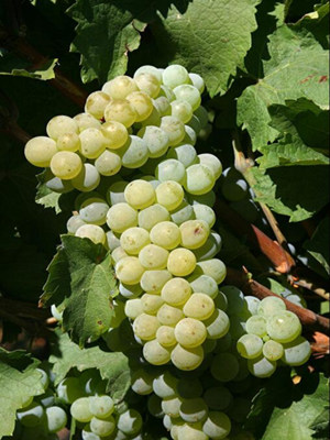 阿芭内拉(Albanella)