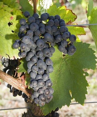 多利安卡本内(Cabernet Dorio)