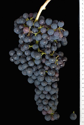 科罗帝纳(Croatina)