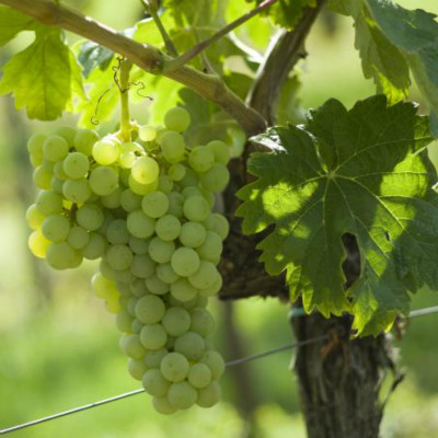 帕洛米诺(Palomino)