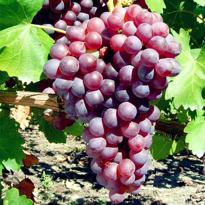 普莱弥塔(Premetta)