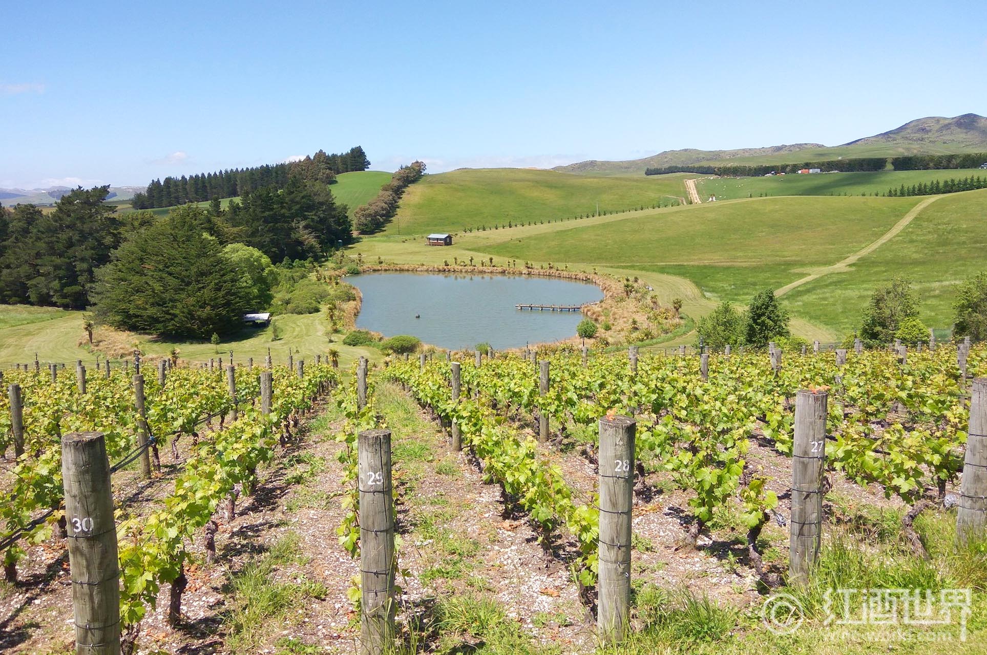 世界10大酿酒葡萄品种