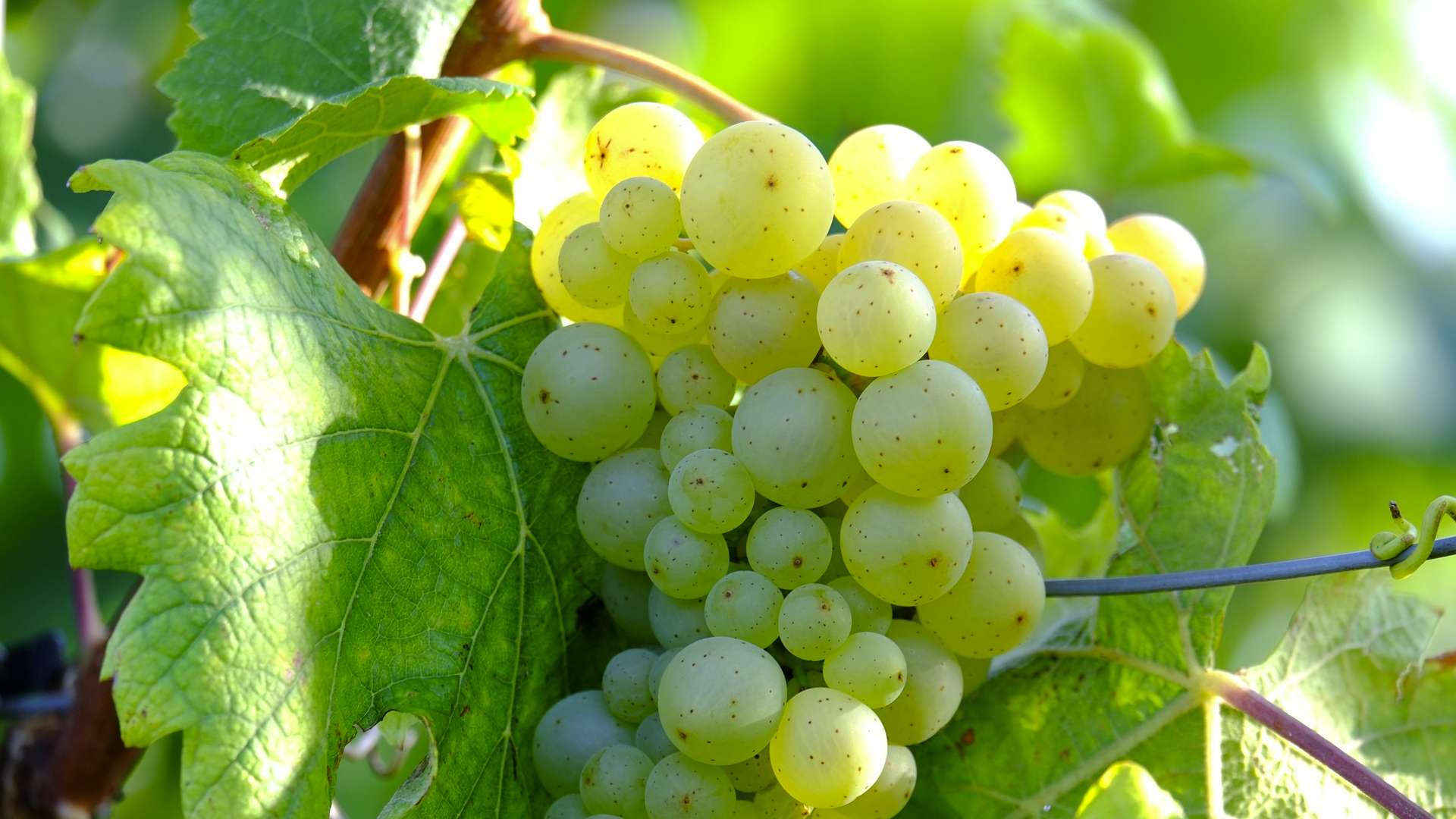 智利冉冉升起的长相思产区