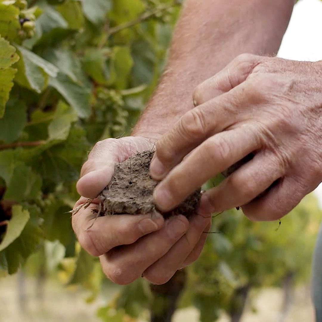 新西兰长相思葡萄酒风格