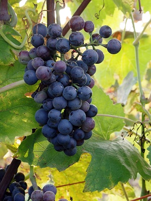 黑斯班尼诗(Black Spanish)