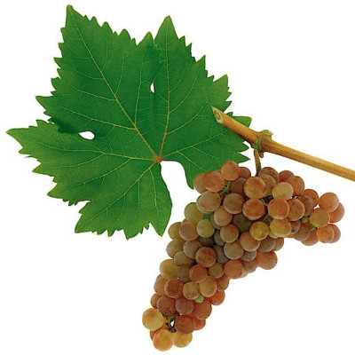 红维特利纳(Roter Veltliner)