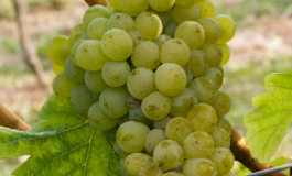 一张“名片”结识绝代佳丽——长相思葡萄酒