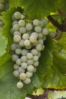 塔明内(Traminette)