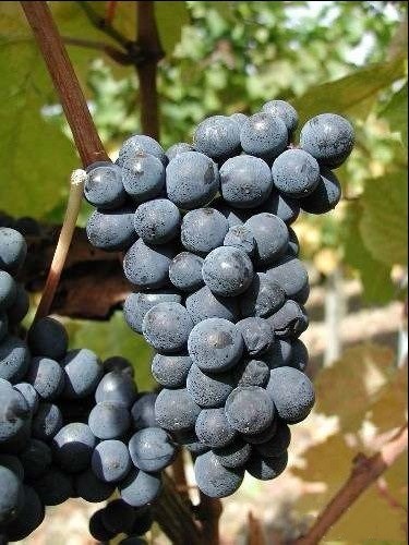 详解德国主要红葡萄品种