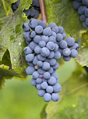 黑库德(Couderc Noir)