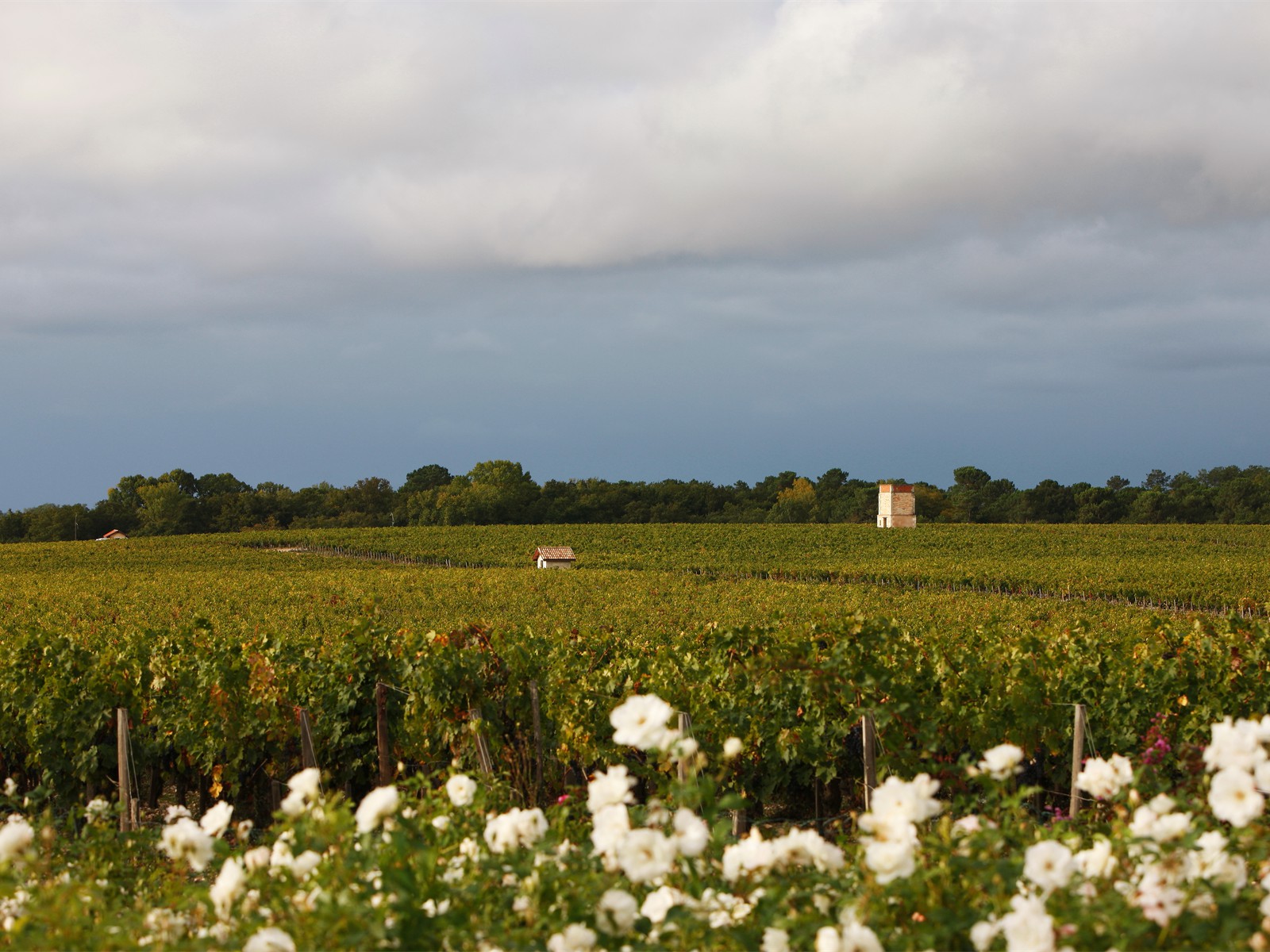 葡萄园为什么要种玫瑰？