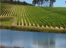 查普曼林酒庄(Chapman Grove Wines)