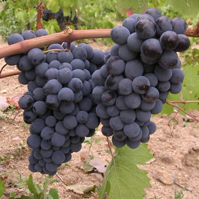 胡安加西亚(Juan Garcia)