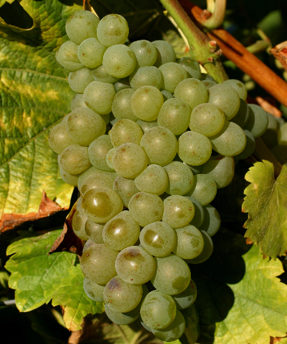 发烧友的长相思指南