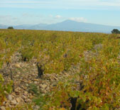 老电报酒庄(Domaine du Vieux Telegraphe)