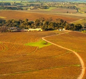 沙普菲尔酒庄(Seppeltsfield)