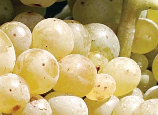 埃斯格纳高(Esgana Cao)