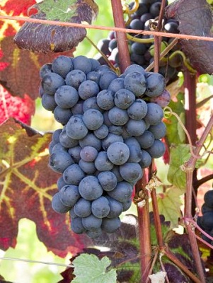 泰图里(Teinturier)