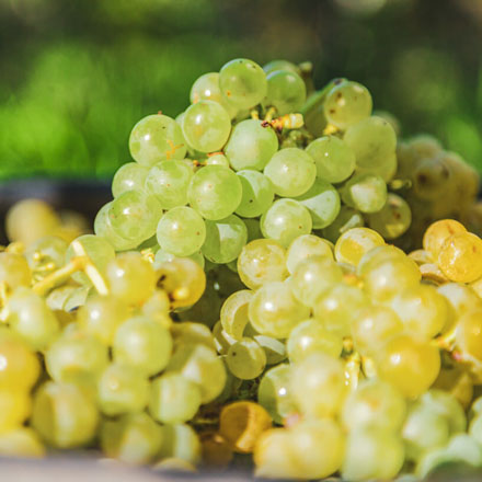 新西兰长相思葡萄酒风格