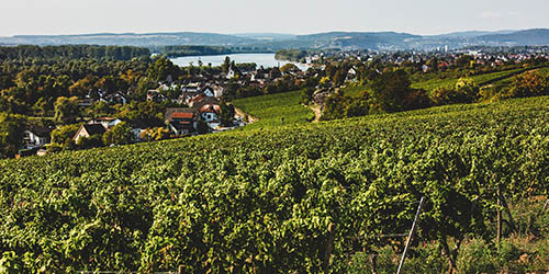 德国莱茵高雷司令：名河侧畔的明珠