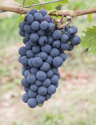 帕伊红(Rouge du Pays)