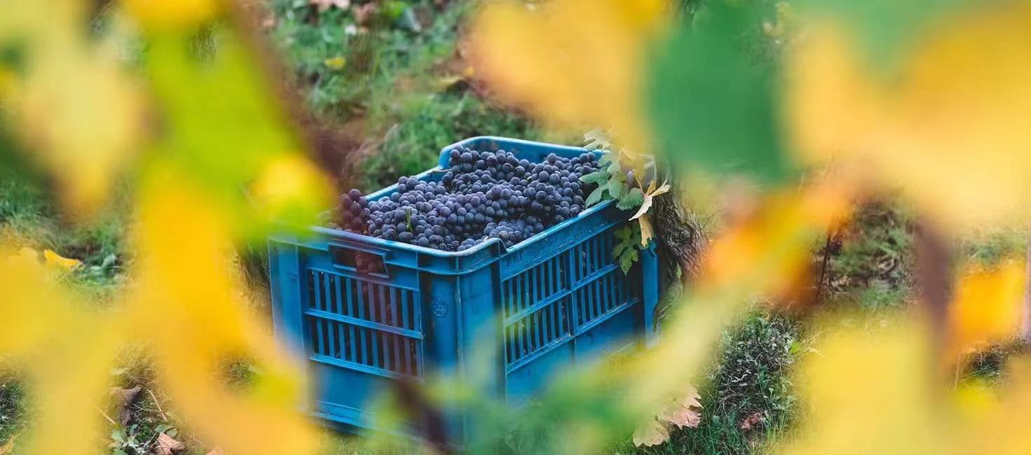 百年历史，五代传承 | 艾泽利酒庄