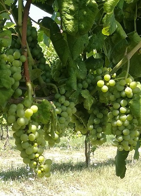 阿斯品诺(Asprinio)